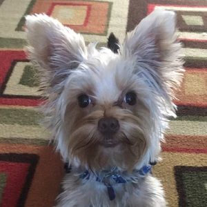 Meet your Posher, Brooklyn